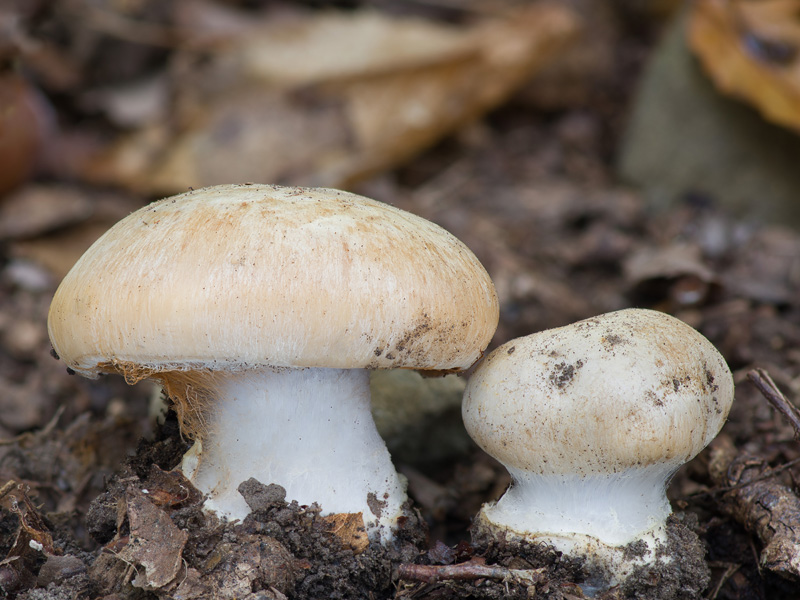 Cortinarius subalbescens